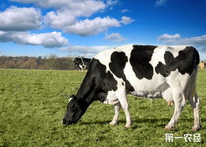 奶牛奶量少 影响奶牛产奶量的几个因素