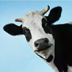 奶牛戴上了计步器 加个好友比一比