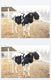 花奶牛图片素材 花奶牛图片素材下载 花奶牛背景素材 花奶牛模板下载 我图网