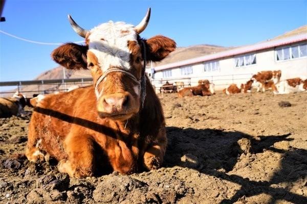 一线调查宁夏肉牛产业关山初度路犹长