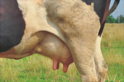 奶牛乳房炎如何防治 夏季常见牛病如何防治
