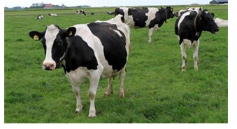 中美合力打造奶牛业大会 现代牧业、蒙牛等企业纷纷参与 - 农业会展网-数据信息报告搜索 - 艾格农业网