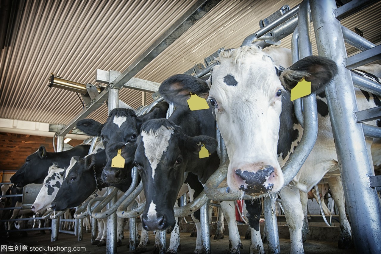 荷斯坦奶牛排在挤奶摊上;美国宾夕法尼亚州的兰开斯特