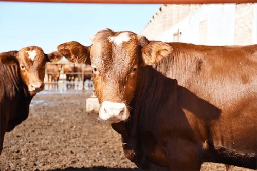 陕西旬邑马栏镇 肉牛养殖让群众收入 牛 起来